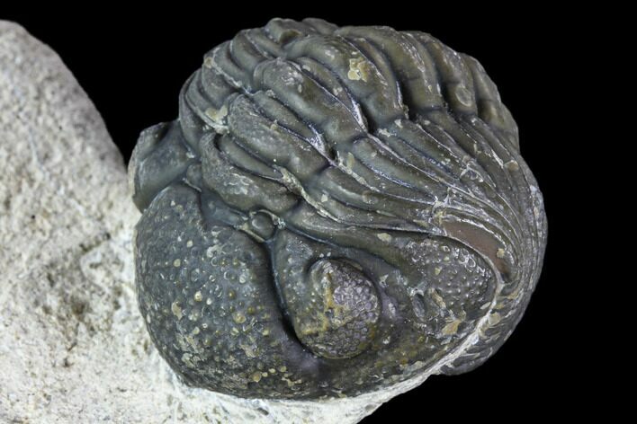 Enrolled, Boeckops Trilobite - Nice Eye Facets #106000